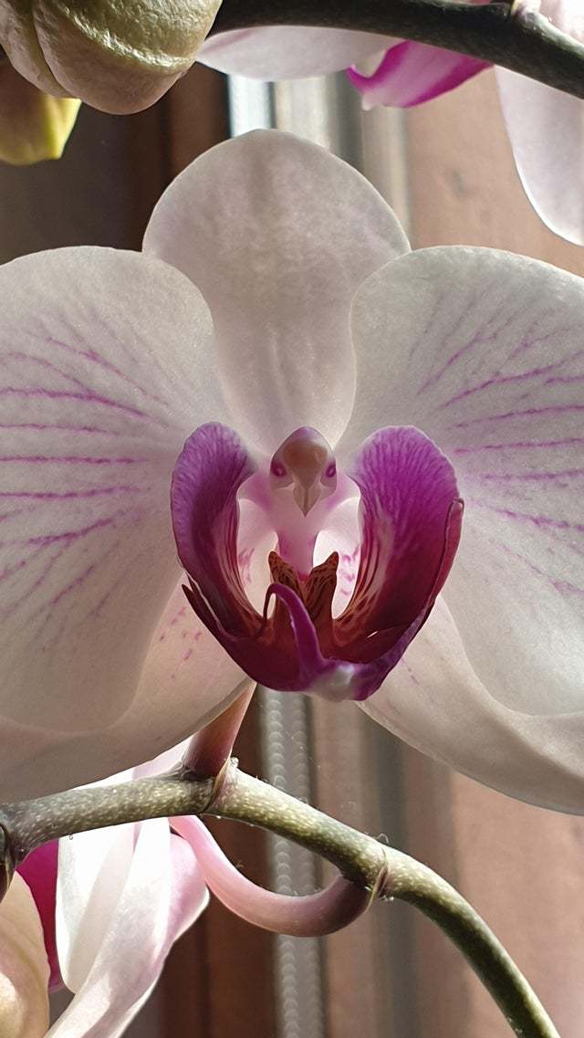 Орхидея в виде птички Орхидеи, Цветы, Парейдолия