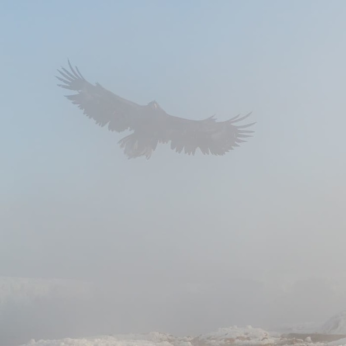 "В морозном тумане" Камчатка, Орел, Птицы, Природа, Дикая природа, Путешествия, Длиннопост