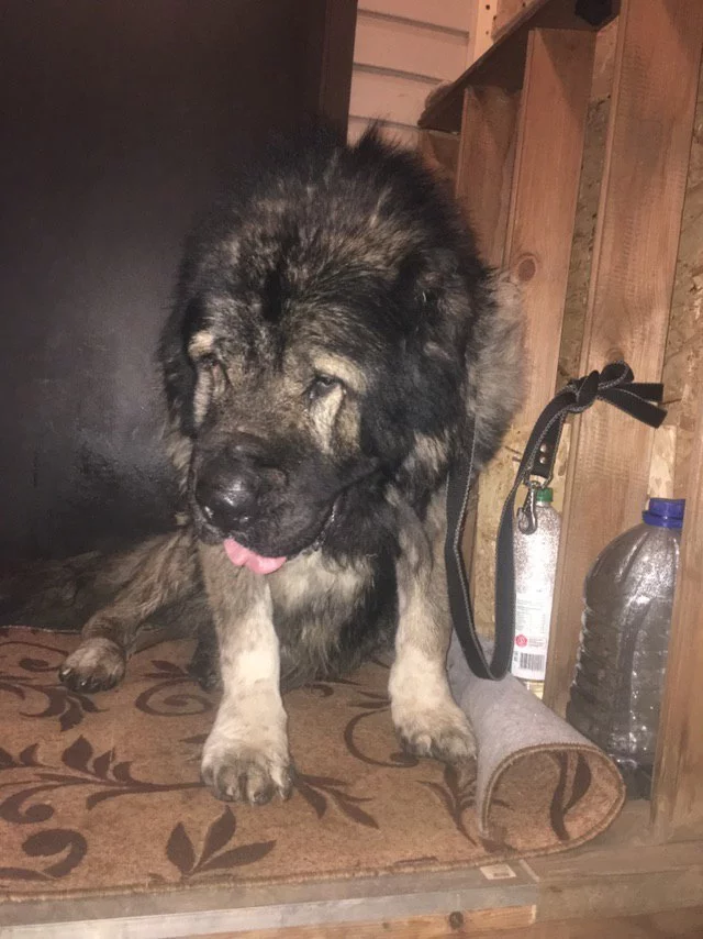 Caucasian Shepherd looking for owner - My, Found a dog, Caucasian Shepherd Dog, Longpost, Dog, Moscow region, No rating