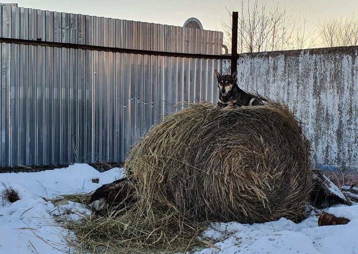 Собака на сене Собака, Сено, Зима