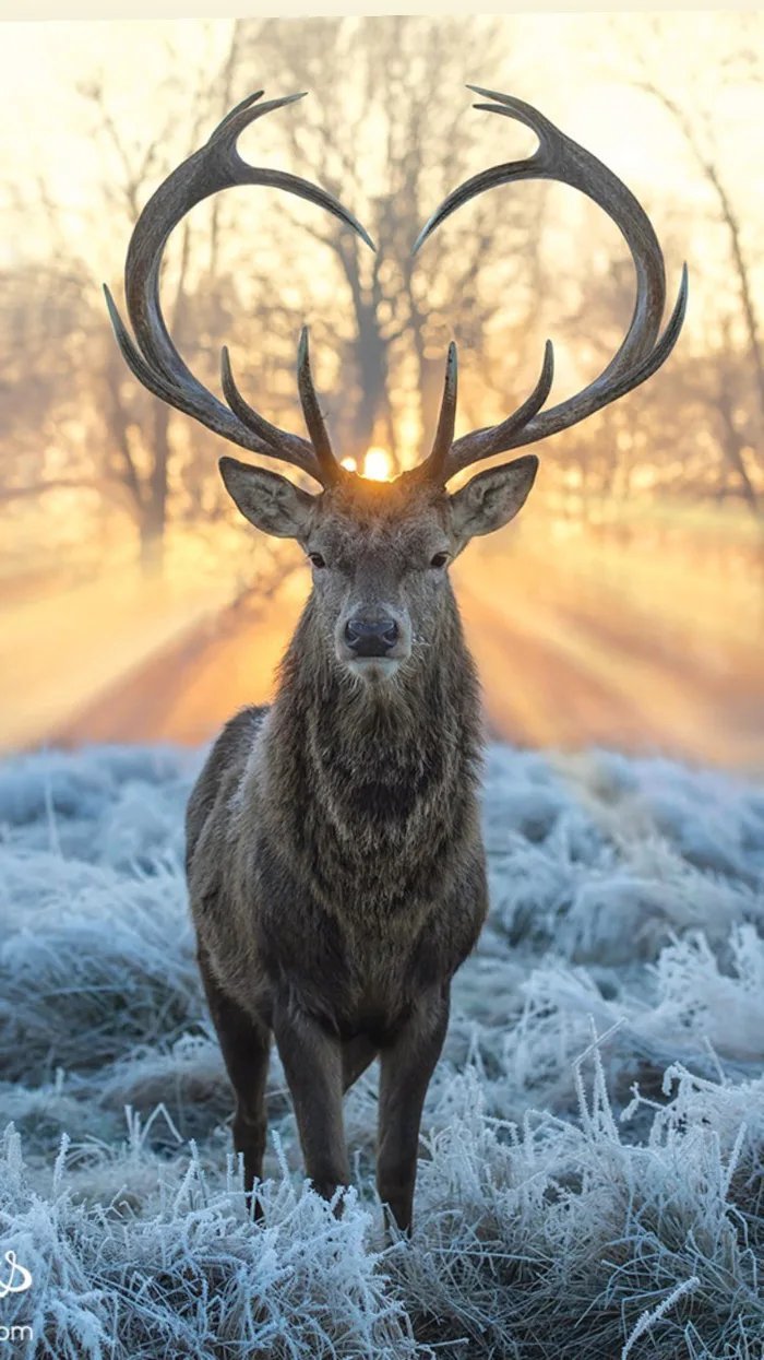 Сказочный олень Олени, Зима, Фотография