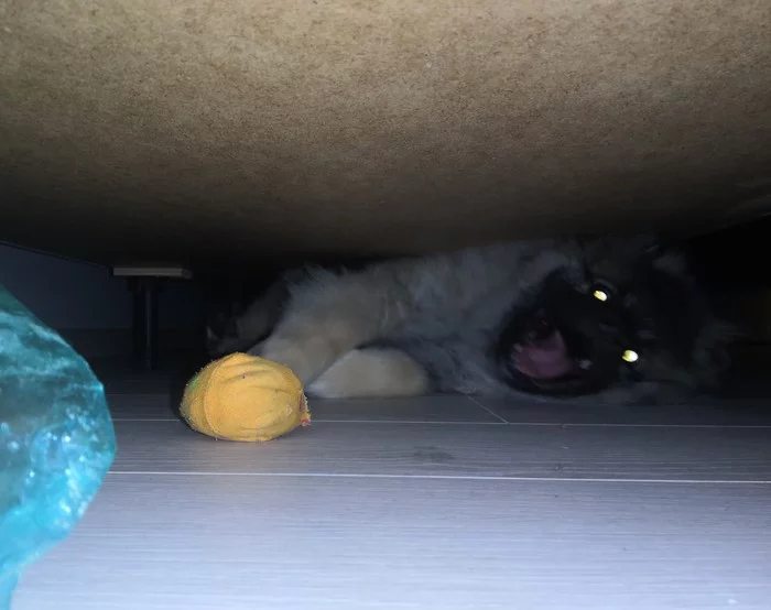 When you're the monster under the bed... - My, Dog, Puppies, Spitz, Monster, Milota