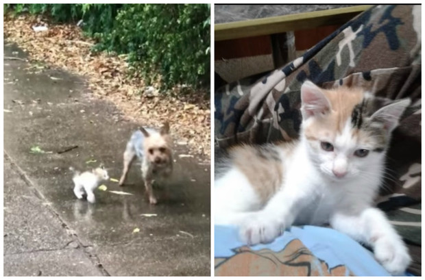 Собачка привела домой бездомного котенка Животные, Собака, Кот, Милота, Видео