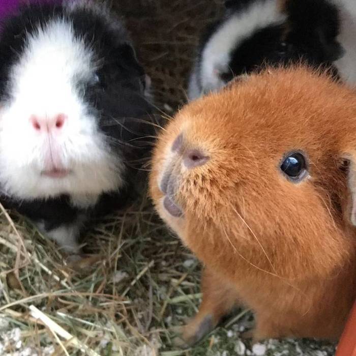 About my little animals - Guinea pig, Pets, Pets, Pet, Poems, Dedication, Longpost