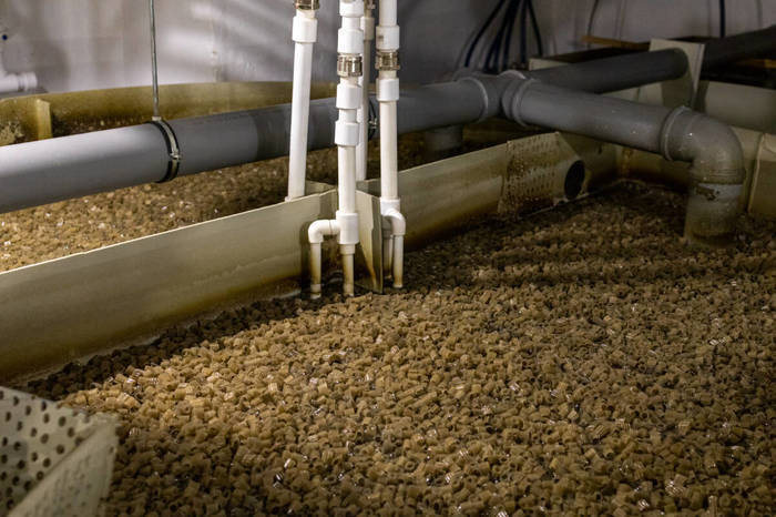 Как в Казани производят натуральную чёрную икру Производство, Как это сделано, Завод, Фабрика, Продукты, Длиннопост Как в Казани производят натуральную чёрную икру Производство, Как это сделано, Завод, Фабрика, Продукты, Длиннопост