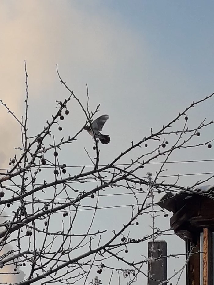 I took a photo on my body) It’s a pity that it’s so bad... - My, What kind of bird?, Krasnoyarsk, Mobile photography, Longpost, Birds