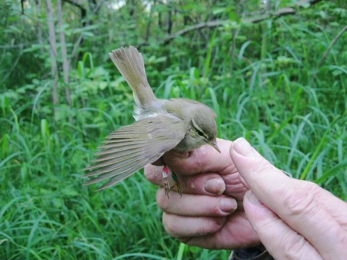 Finding the Warbler's Nest - Ornithology, Warbler, Expedition, The science, My, Birds, Biology