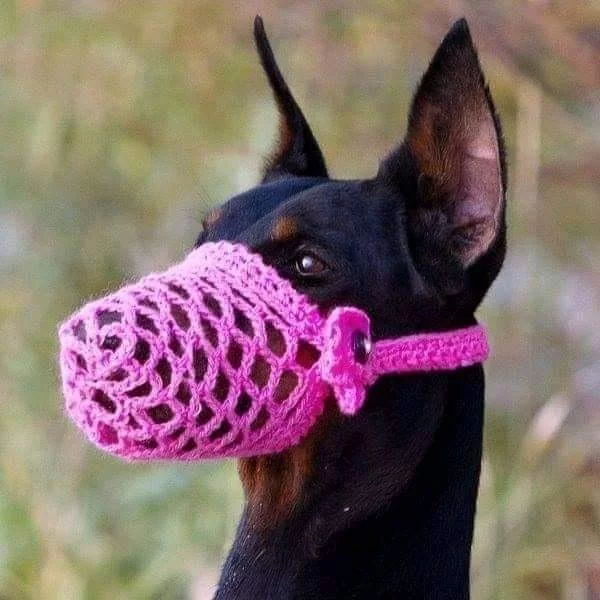 When Grandma freaked out - Knitting, Doberman, Muzzle, Dog