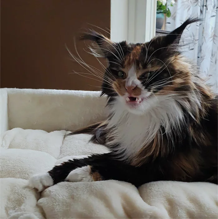 Rrrrrr! - My, Tricolor cat, Maine Coon, Grimace, Yawn, Longpost, cat