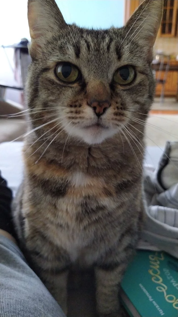 When a cat poses for a photo better than you - Longpost, Animals, Mustachioed - Striped, cat, The photo, My