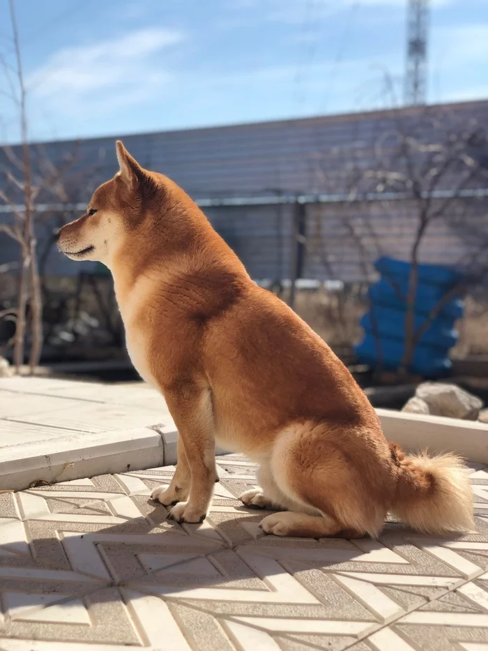 Lovely Shiba Inu - My, Shiba Inu, Dog, Dog days, The photo