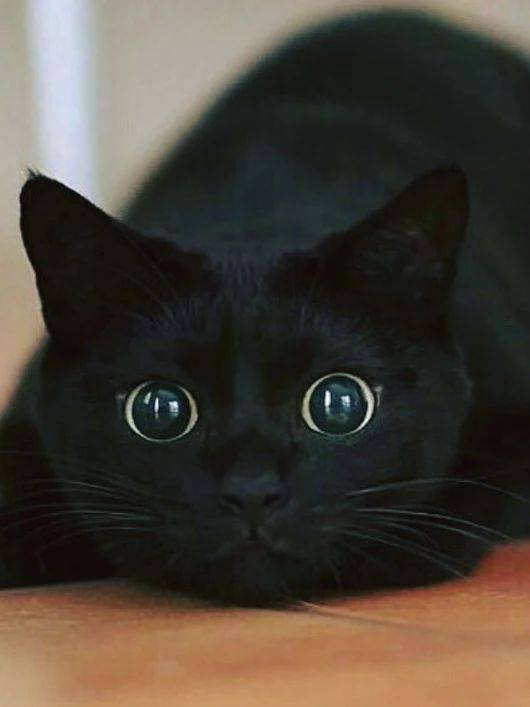 Отражение Кот, Глаза, Фотография, Черный кот