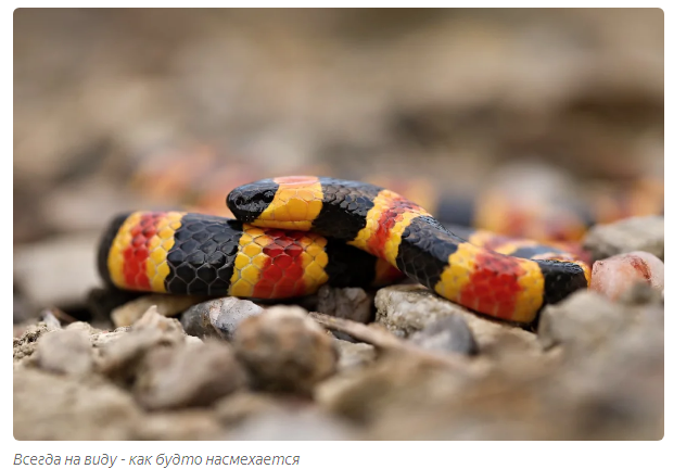 Predator vs. Prey Arms Race: Who Will Win? - Animals, Informative, Moscow Zoo, Yandex Zen, Longpost, Predator, Mining