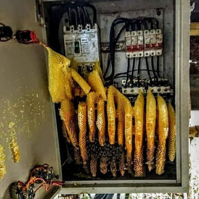 Защищённый мёд Мёд, Электрика