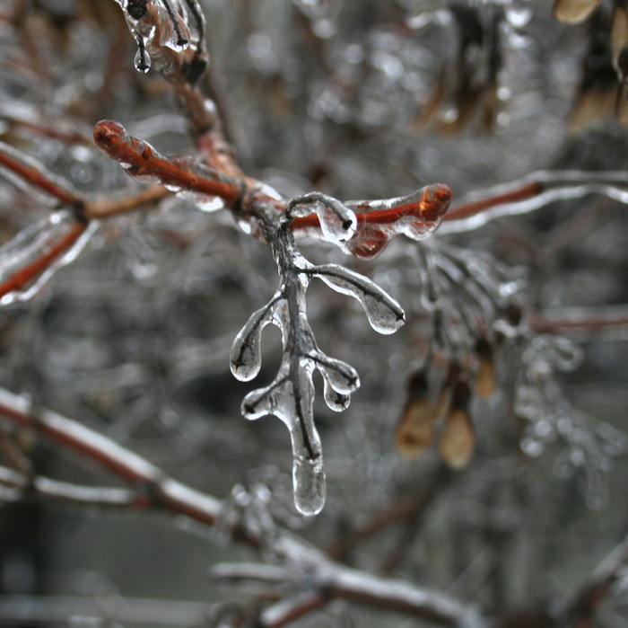 Ледяной дождь Канада, Зима, Дождь, Ледяной дождь, Лед, Дерево, Canon 400d, Длиннопост
