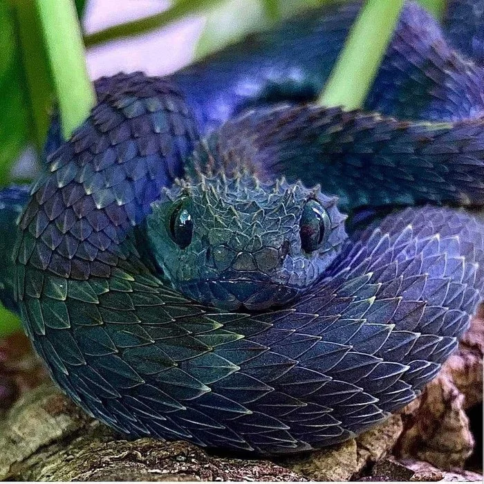 And tell me that snakes are not charming - Snake, Cold-blooded, Tree viper