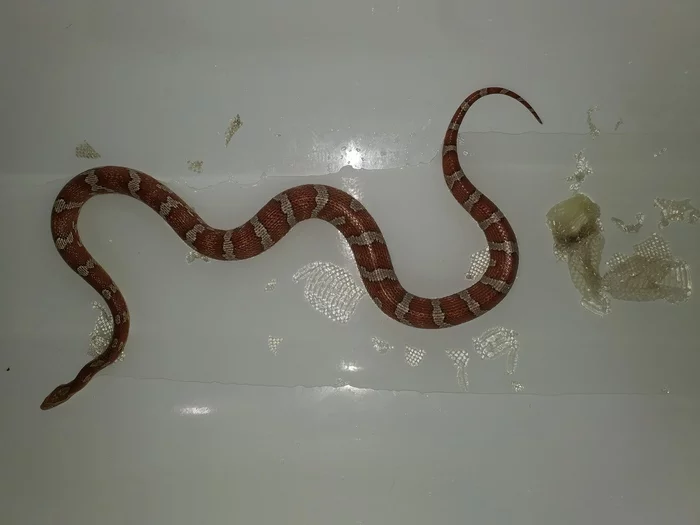 Bathing the red kite - My, Snake, Herpetophobia, Bath, Molting, GIF