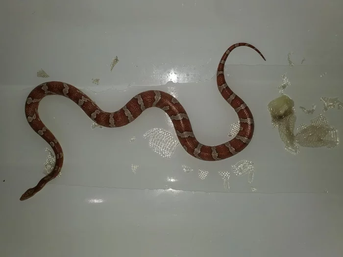 Red kite bathing - My, Snake, Herpetophobia, Bath, Molting, GIF