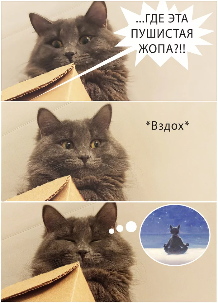 Ну что опять?... - Моё, Кот, Котомафия, Медитация, Ругательства