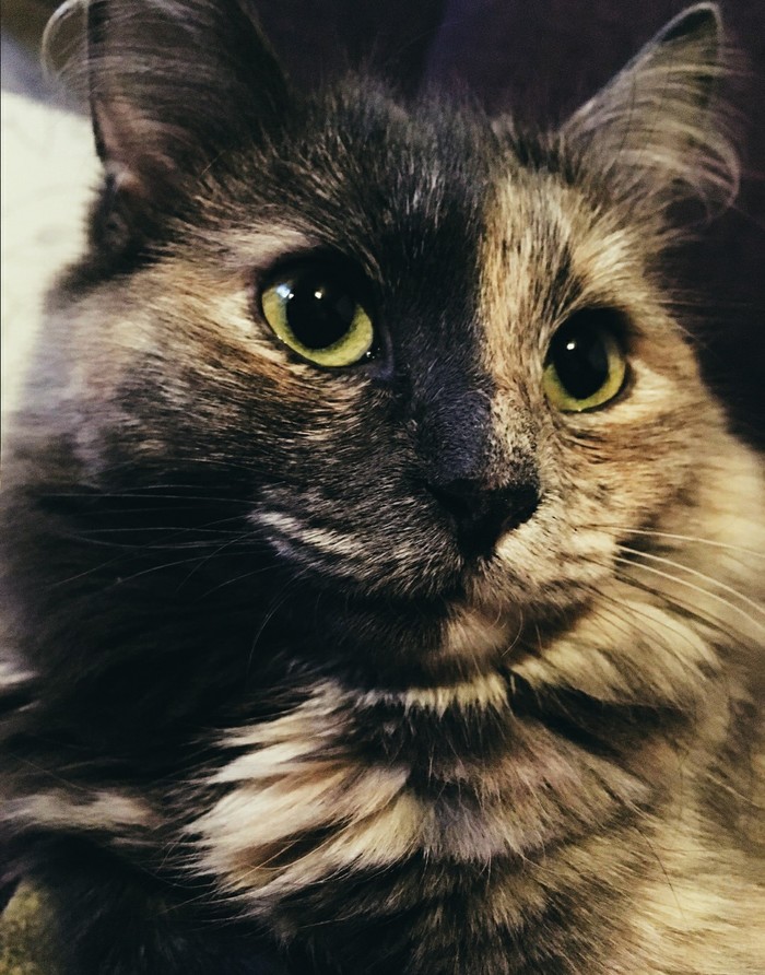Просто кошка Трехцветная кошка, Инстаграммеры, Кот
