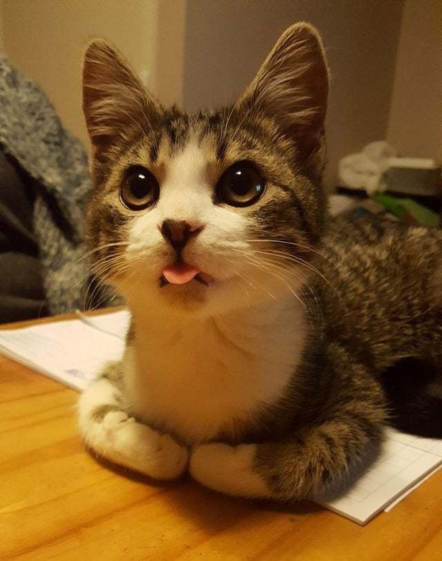 Tongue - cat, The photo, Milota, Language