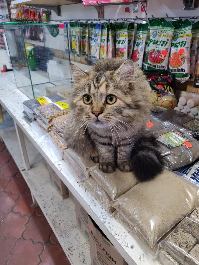 A cat living next to a fishing store - My, cat, Catomafia, Fluffy, The bone is fluffy