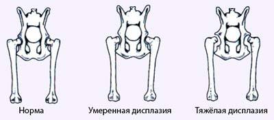 Notes from a felinologist: mutations - My, cat, Felinology, Mutation, Genetics, Longpost