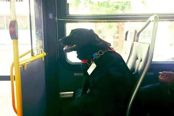 The dog goes to the dog park on his own every day. - Labrador, Independence, Dog, Bus, Longpost