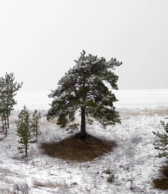 YOU SHALL NOT PASS - My, The photo, Winter, Pine, Snow, Sony a58