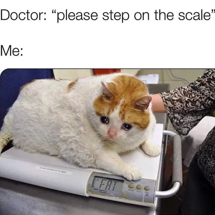 Doctor: step on the scale, please - Excess weight, cat, scales