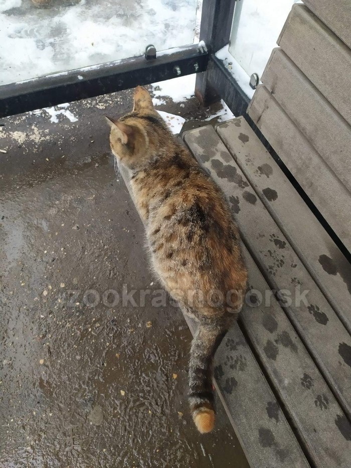 Подберите котейку!