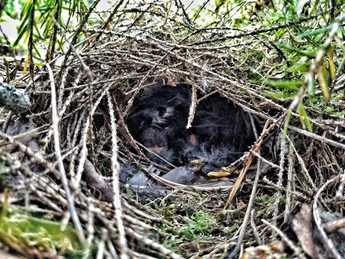 Warbler's nest - My, Biology, Nature, Nest, Warbler, Birds, Ornithology