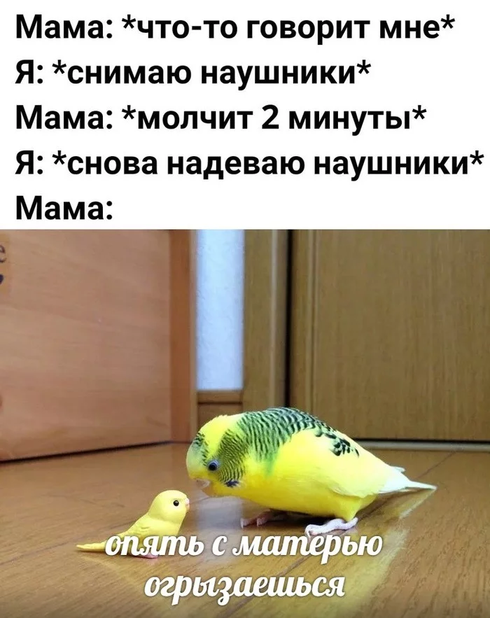 Mother - A parrot, Mum, Headphones