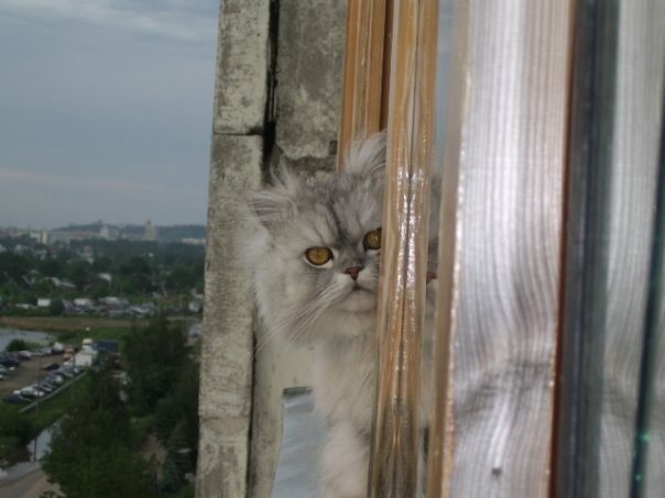 Residents of residential areas - Catomafia, cat, The street, Courtyard, Longpost