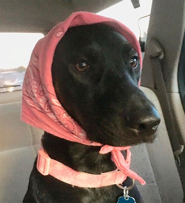 Cuteness of the day: what dogs will look like if they are dressed like Russian grandmothers - Dog, Handkerchiefs, Milota, Instagram, Grandmother, Humor, Longpost