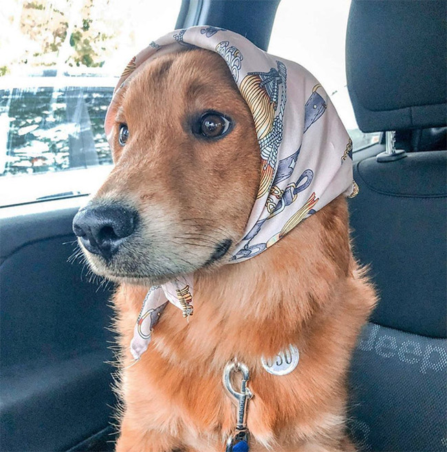 Cuteness of the day: what dogs will look like if they are dressed like Russian grandmothers - Dog, Handkerchiefs, Milota, Instagram, Grandmother, Humor, Longpost