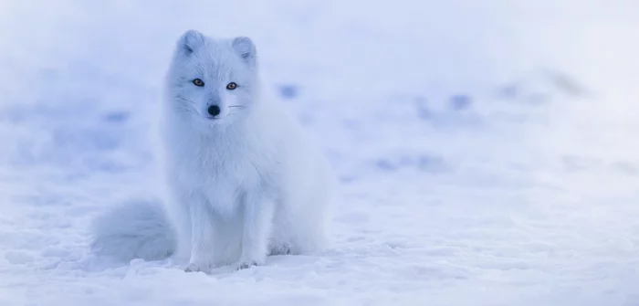 Warning - Home ru, Warning, Arctic fox