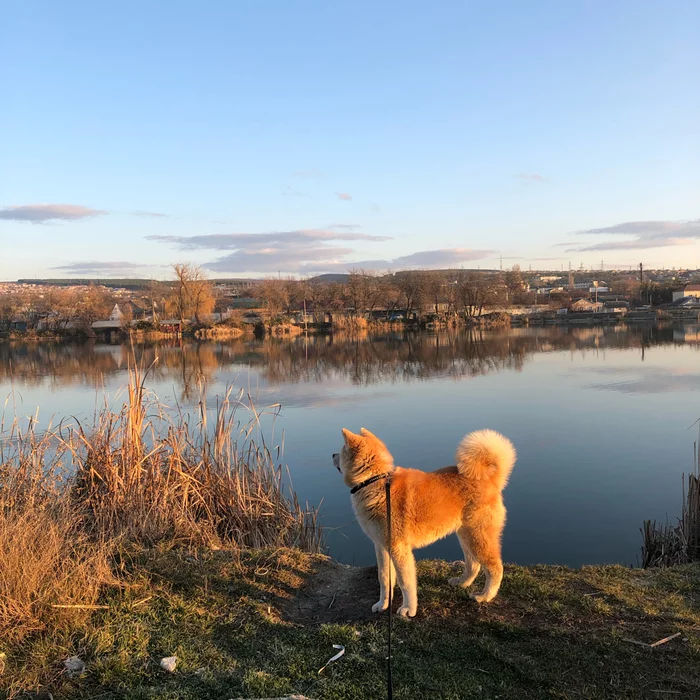 HOW TO TEACH YOUR DOG NOT TO PULL ON THE LEASH - My, Dog, Akita Inu, Training, Dog training, Dogs and people, Best friend, Leash, Walk, Longpost