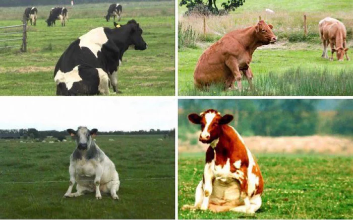 Have you ever seen how cows sit? - Cow, Is sitting, Sits well, The photo