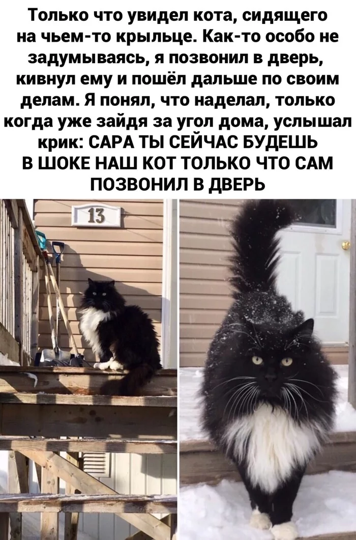 I called myself - cat, Catomafia, Milota
