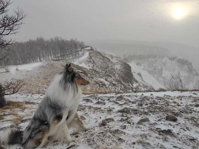 Winter Collie - My, Collie, Dog, Torgashinsky Ridge, Friend of human