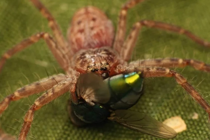 Holconia murrayensis - Паук, Еда, Длиннопост