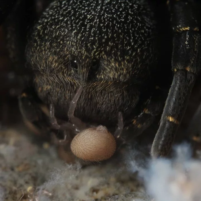 Family - Spider, Close, Longpost