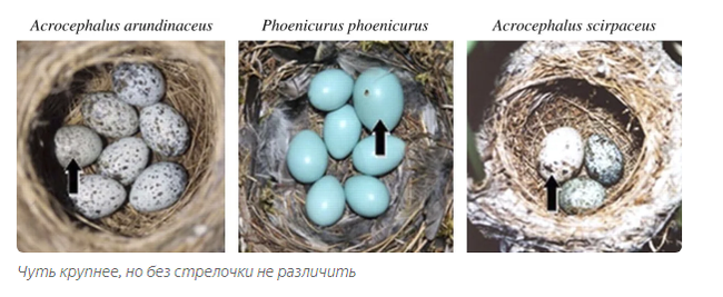 How cuckoos grow up: saboteur chicks - Animals, Birds, Cuckoo, Moscow Zoo, Yandex Zen, Longpost