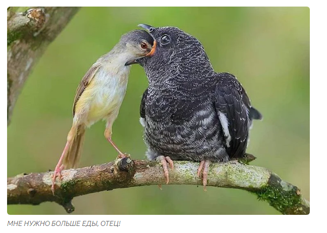 Как вырастают кукушки: птенцы-диверсанты | Пикабу