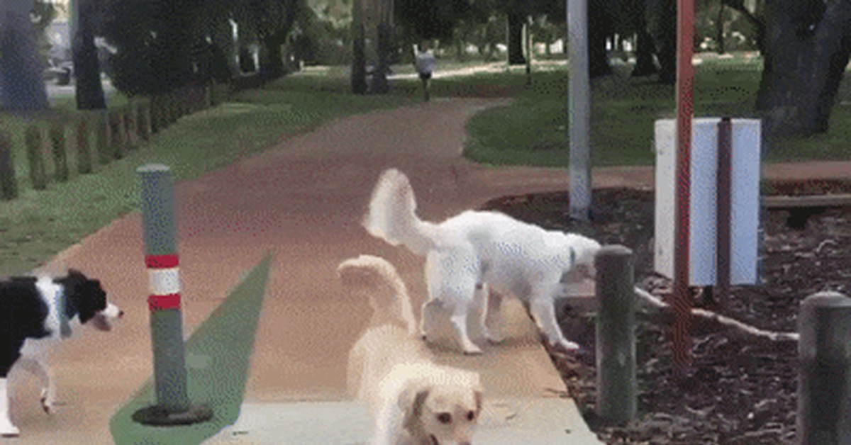 Teamwork of good boys - GIF, Dog, Stick, Milota