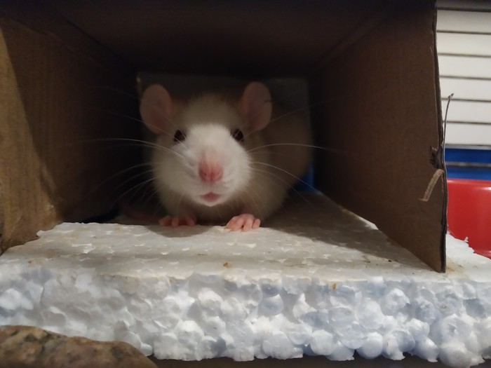 Животина@name:бусинка