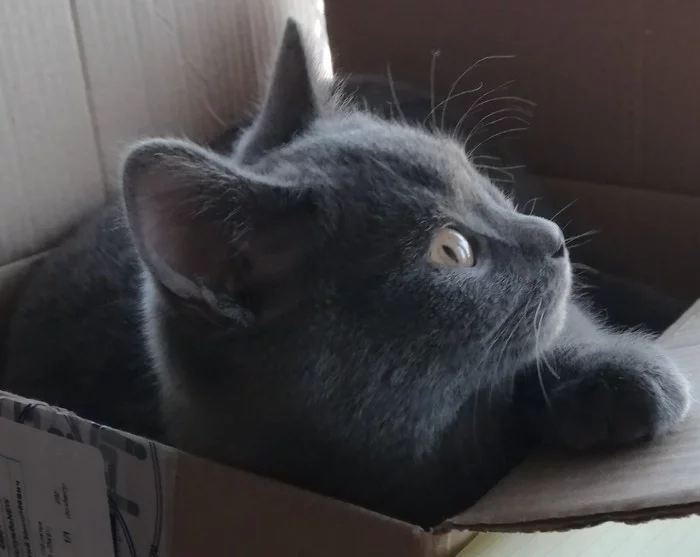 Cat in a box - My, cat, Box, Grey, Longpost