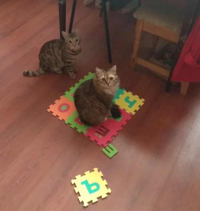 Cats and square - My, cat, squared