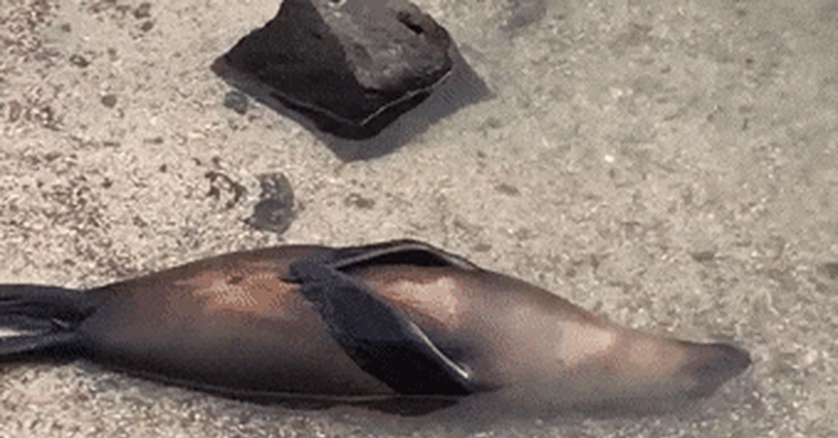 Kaaayif - GIF, Seal, Relaxation, Water